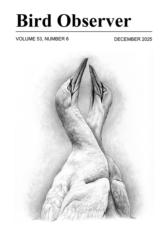 Northern Gannet by Avery Whitlock